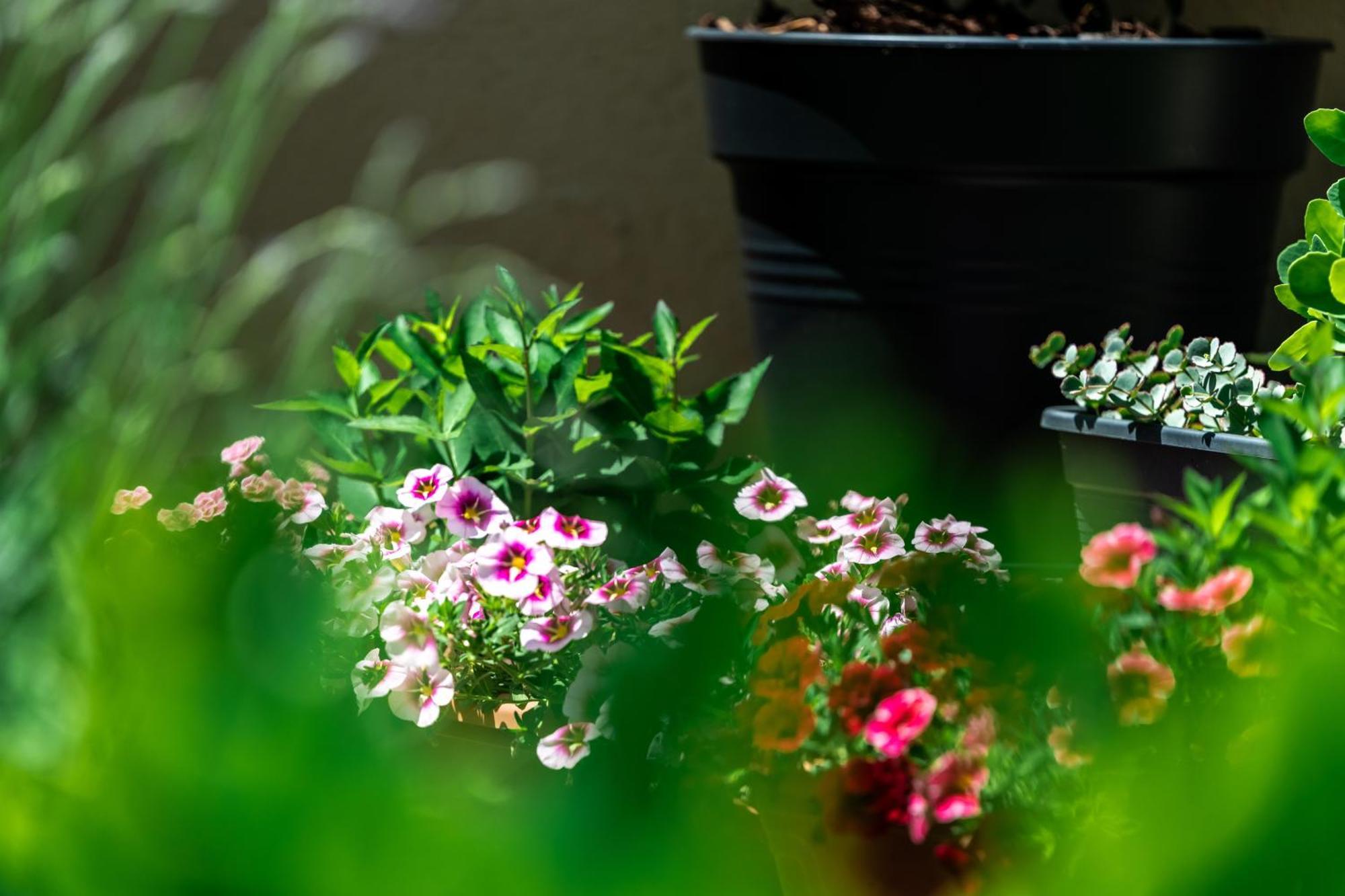 Flower Apartment Hévíz Εξωτερικό φωτογραφία