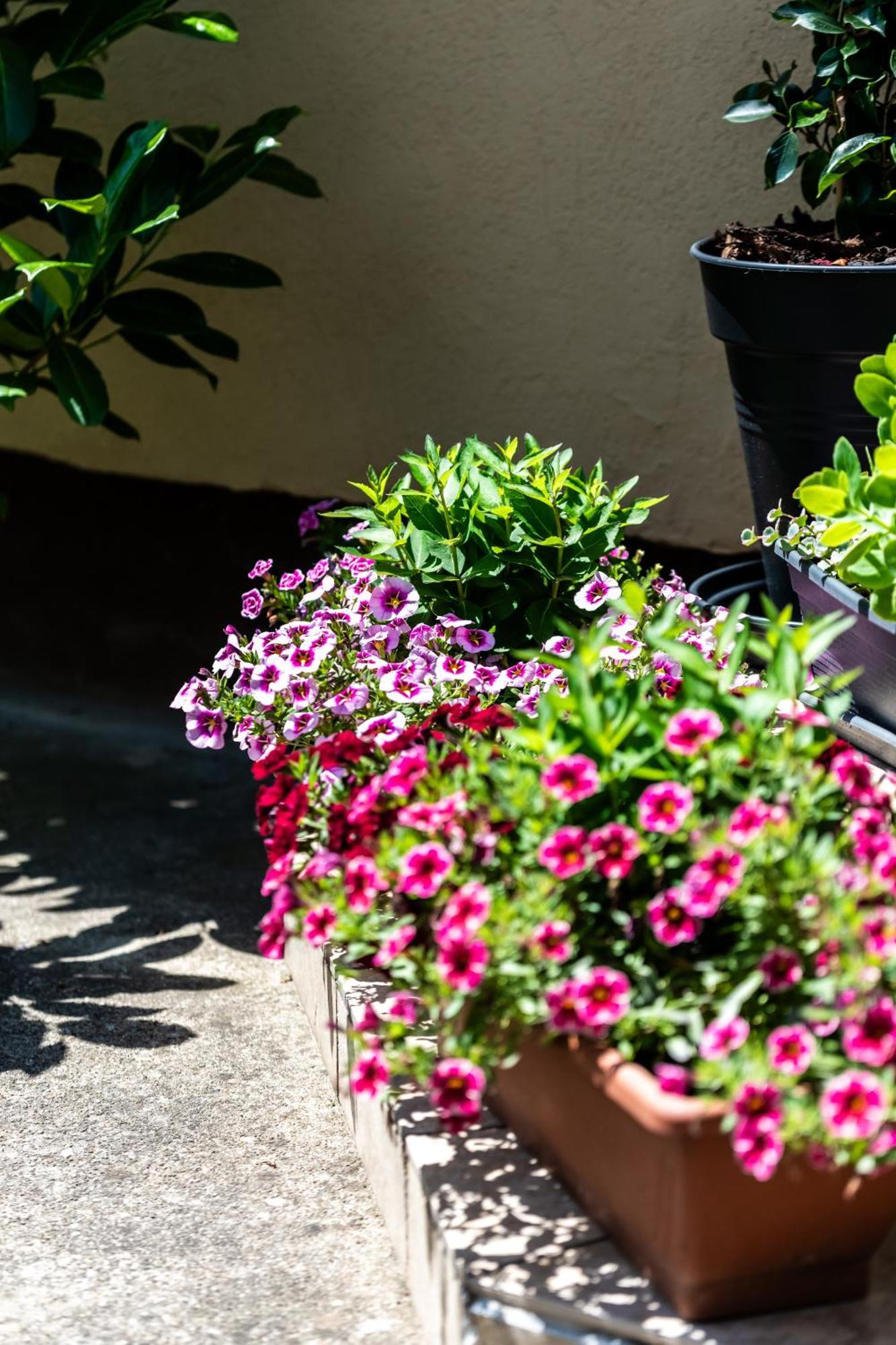 Flower Apartment Hévíz Εξωτερικό φωτογραφία